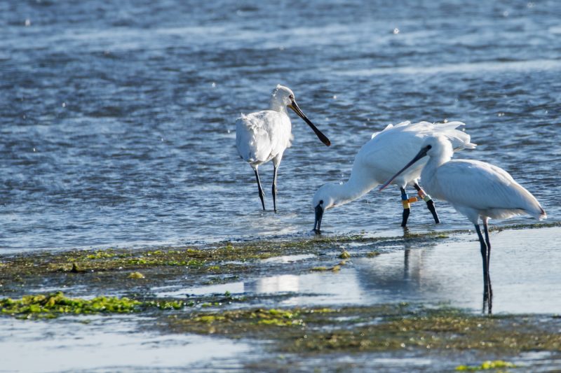 Spatule blanche baguée